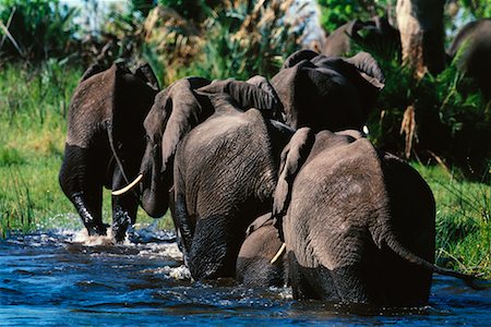 simsearch:700-00162690,k - Elephants Wading Through Water Stock Photo - Rights-Managed, Code: 700-00162785