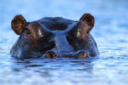 simsearch:600-02883264,k - Hippopotamus in Water Fotografie stock - Rights-Managed, Codice: 700-00162786