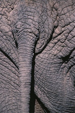 endangered animal skins - Close-Up of Elephant's Tail Stock Photo - Rights-Managed, Code: 700-00162782