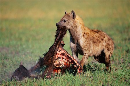 scavenger grassland - Spotted Hyaena Eating Carcass Stock Photo - Rights-Managed, Code: 700-00162792