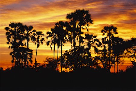 simsearch:841-02918767,k - Bosquet de palmiers au coucher du soleil Photographie de stock - Rights-Managed, Code: 700-00162793