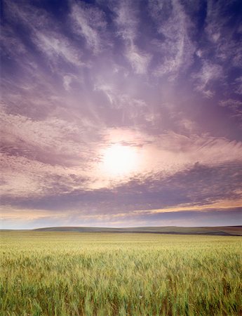 Grain Field at Sunrise Stock Photo - Rights-Managed, Code: 700-00163054