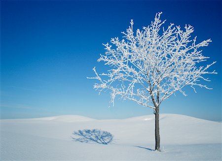 simsearch:600-02348543,k - Tree Covered in Hoar Frost Fotografie stock - Rights-Managed, Codice: 700-00163064