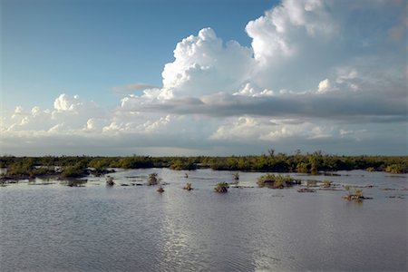 Zapata Wetlands, Cuba Stock Photo - Rights-Managed, Code: 700-00163106