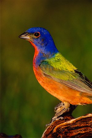 rio grande valley - Passerin nonpareil Photographie de stock - Rights-Managed, Code: 700-00163135