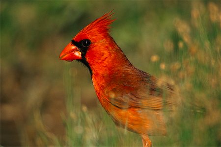 Northern Cardinal Rio Grande Valley, Texas, USA Stock Photo - Rights-Managed, Code: 700-00163149