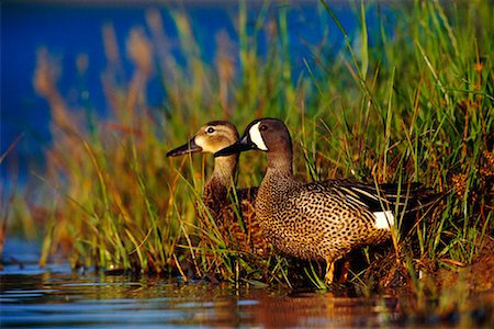 Blue-winged Teal Fotografie stock - Rights-Managed, Codice: 700-00163164