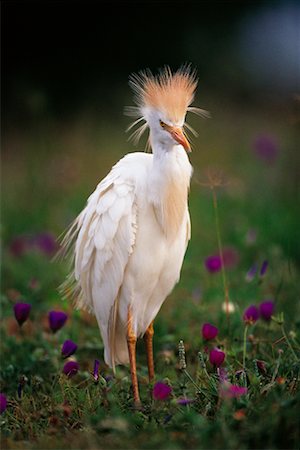 Cattle Egret Rio Grande Valley, Texas, USA Foto de stock - Con derechos protegidos, Código: 700-00163168