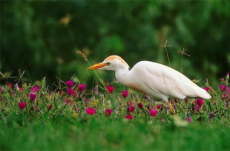 Cattle Egret Rio Grande Valley, Texas, USA Foto de stock - Con derechos protegidos, Código: 700-00163174