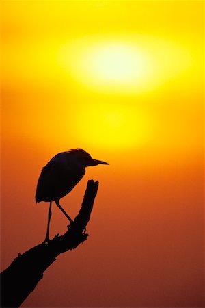 Silhouette of Cattle Egret at Sunset Foto de stock - Con derechos protegidos, Código: 700-00163176