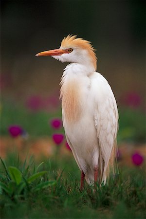 Cattle Egret Rio Grande Valley, Texas, USA Foto de stock - Con derechos protegidos, Código: 700-00163171