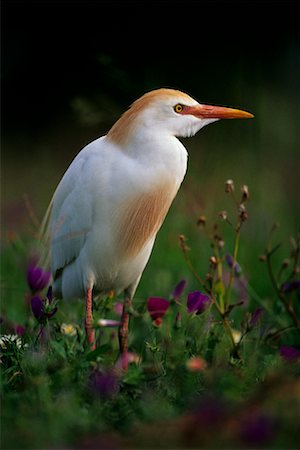 Cattle Egret Rio Grande Valley, Texas, USA Foto de stock - Con derechos protegidos, Código: 700-00163172