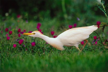 rio grande valley - Cattle Egret Rio Grande Valley, Texas, USA Foto de stock - Con derechos protegidos, Código: 700-00163173