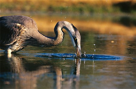 Great Blue Heron Rio Grande Valley, Texas, USA Foto de stock - Con derechos protegidos, Código: 700-00163187