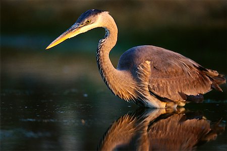 Great Blue Heron Fotografie stock - Rights-Managed, Codice: 700-00163181