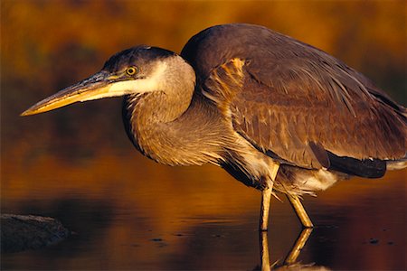 Great Blue Heron Stock Photo - Rights-Managed, Code: 700-00163182