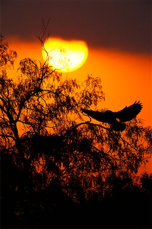 simsearch:700-00026443,k - Great Horned Owl Foto de stock - Direito Controlado, Número: 700-00163205