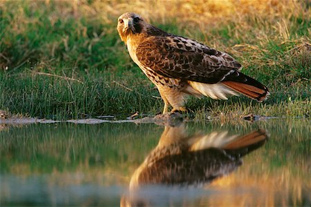 rio grande valley - Red Tailed Hawk at Watering Hole Foto de stock - Con derechos protegidos, Código: 700-00163217