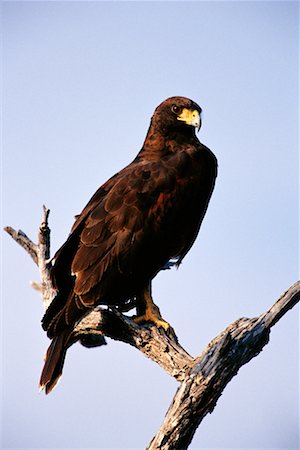 Harris Hawk Photographie de stock - Rights-Managed, Code: 700-00163213