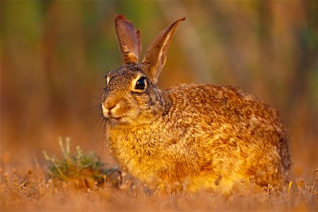 rio grande valley - Cottontail Rabbit Foto de stock - Con derechos protegidos, Código: 700-00163241