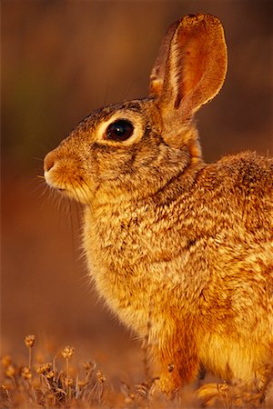 simsearch:700-00189326,k - Cottontail Rabbit Stock Photo - Rights-Managed, Code: 700-00163242