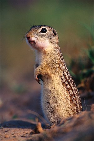 simsearch:700-00189326,k - Mexican Ground Squirrel Stock Photo - Rights-Managed, Code: 700-00163256