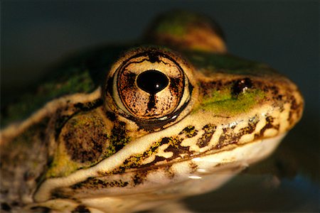 rio grande - Rio Grande Leopard Frog Stock Photo - Rights-Managed, Code: 700-00163258