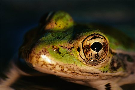 rio grande - Rio Grande Leopard Frog Stock Photo - Rights-Managed, Code: 700-00163259