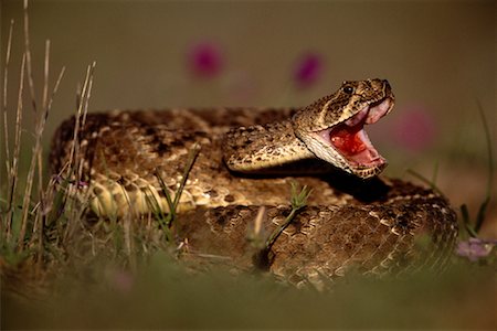 poisonous snake - Diamondback Rattlesnake Foto de stock - Con derechos protegidos, Código: 700-00163272