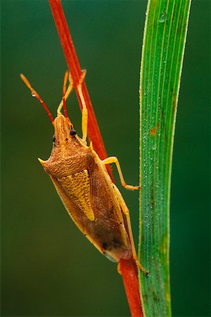 simsearch:700-00378113,k - Spined Soldier Bug Stock Photo - Rights-Managed, Code: 700-00163296