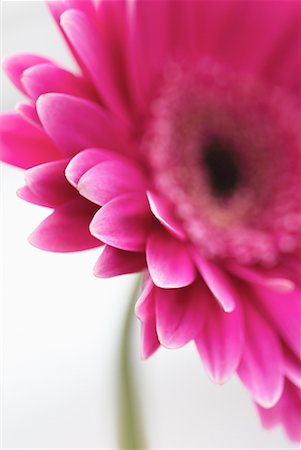 pink african daisy - Close-Up of Flower Stock Photo - Rights-Managed, Code: 700-00163370