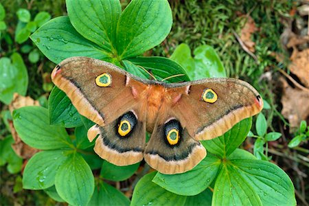 falena - Polyphemus Moth Fotografie stock - Rights-Managed, Codice: 700-00163771