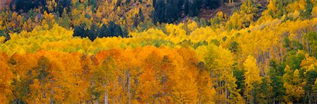 simsearch:700-00054478,k - Aspen Trees in Autumn Stock Photo - Rights-Managed, Code: 700-00163967