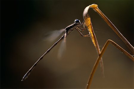 damselfly - Damselfly Stock Photo - Rights-Managed, Code: 700-00163994