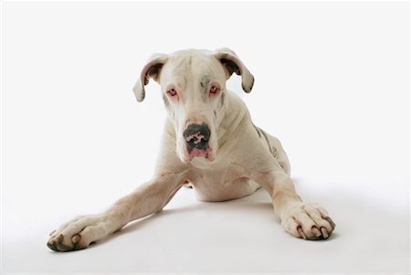 simsearch:700-00195387,k - Portrait of Great Dane Stock Photo - Rights-Managed, Code: 700-00177488