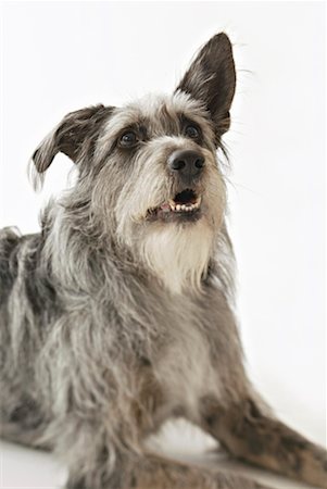 simsearch:700-01606909,k - Portrait de l'Irish Wolfhound Mutt Photographie de stock - Rights-Managed, Code: 700-00177494