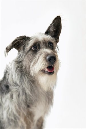 simsearch:700-01606909,k - Portrait de l'Irish Wolfhound Mutt Photographie de stock - Rights-Managed, Code: 700-00177493