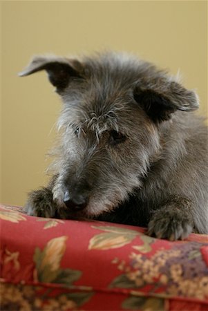 simsearch:700-01606909,k - Portrait de l'Irish Wolfhound Mutt Photographie de stock - Rights-Managed, Code: 700-00177506