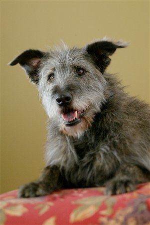 simsearch:700-01606909,k - Portrait de l'Irish Wolfhound Mutt Photographie de stock - Rights-Managed, Code: 700-00177507