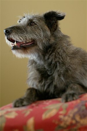simsearch:700-01606909,k - Portrait de l'Irish Wolfhound Mutt Photographie de stock - Rights-Managed, Code: 700-00177508