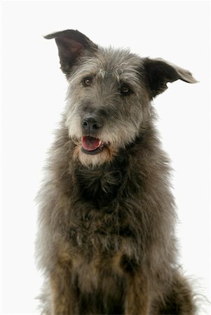 simsearch:700-01606909,k - Portrait de l'Irish Wolfhound Mutt Photographie de stock - Rights-Managed, Code: 700-00177510