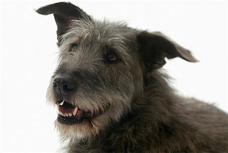 simsearch:700-01606909,k - Portrait de l'Irish Wolfhound Mutt Photographie de stock - Rights-Managed, Code: 700-00177511