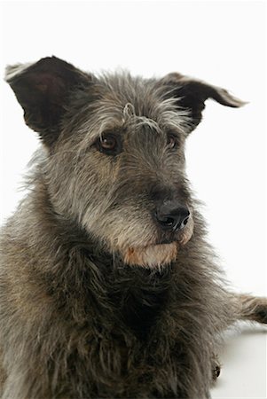 simsearch:700-01606909,k - Portrait de l'Irish Wolfhound Mutt Photographie de stock - Rights-Managed, Code: 700-00177512