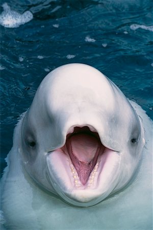 Beluga Stock Photo - Rights-Managed, Code: 700-00177961