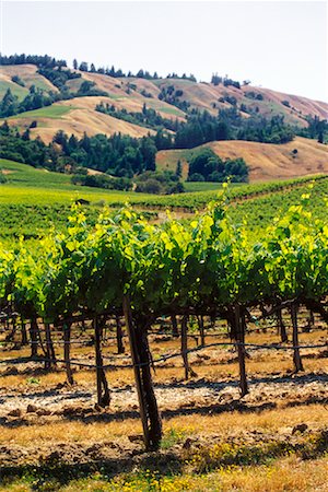 simsearch:700-00153498,k - Overview of Vineyard Stock Photo - Rights-Managed, Code: 700-00178408