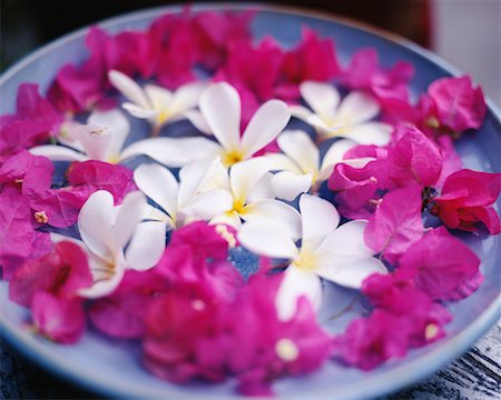 pune - Frangipani and Bougainvillea Flowers in Bowl Stock Photo - Rights-Managed, Code: 700-00178646