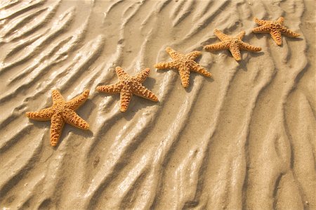 starfish beach nobody - Starfish on Beach Stock Photo - Rights-Managed, Code: 700-00178757