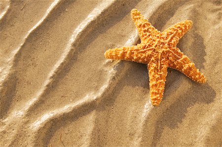 simsearch:600-01787545,k - Starfish on Beach Stock Photo - Rights-Managed, Code: 700-00178758
