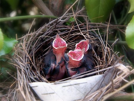 simsearch:600-01248451,k - Baby oiseaux en attendant d'être nourri Photographie de stock - Rights-Managed, Code: 700-00178777