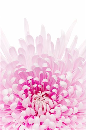 simsearch:700-00198058,k - Pink Chrysanthemum Stock Photo - Rights-Managed, Code: 700-00178878